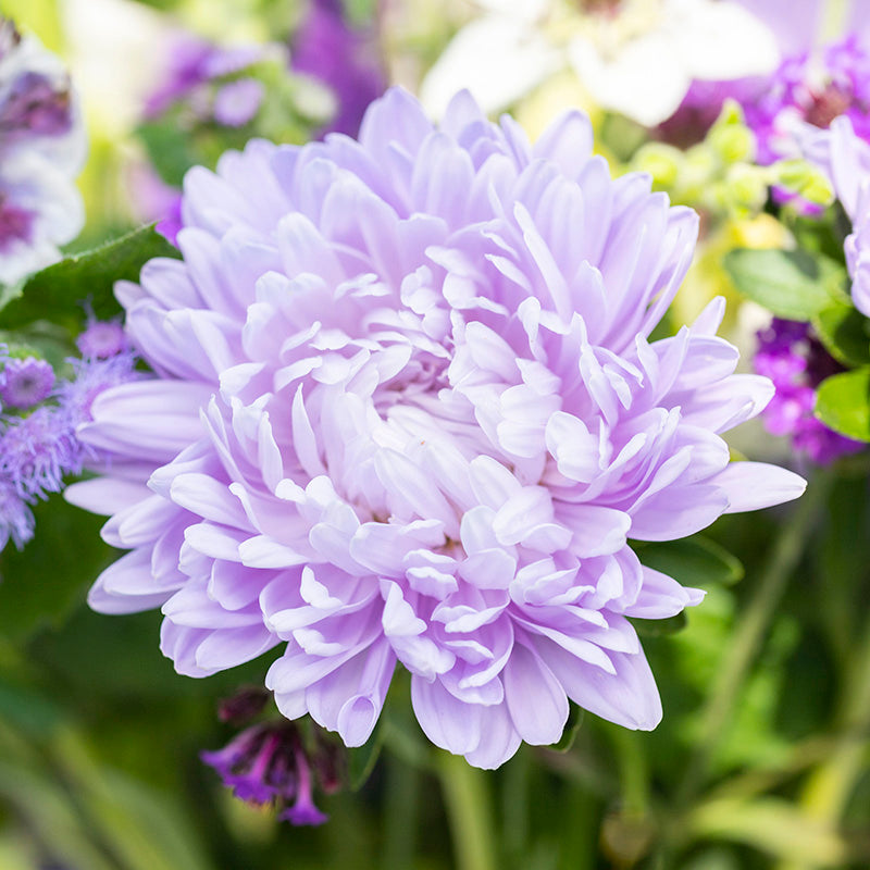 Callistephus light Blue Seeds