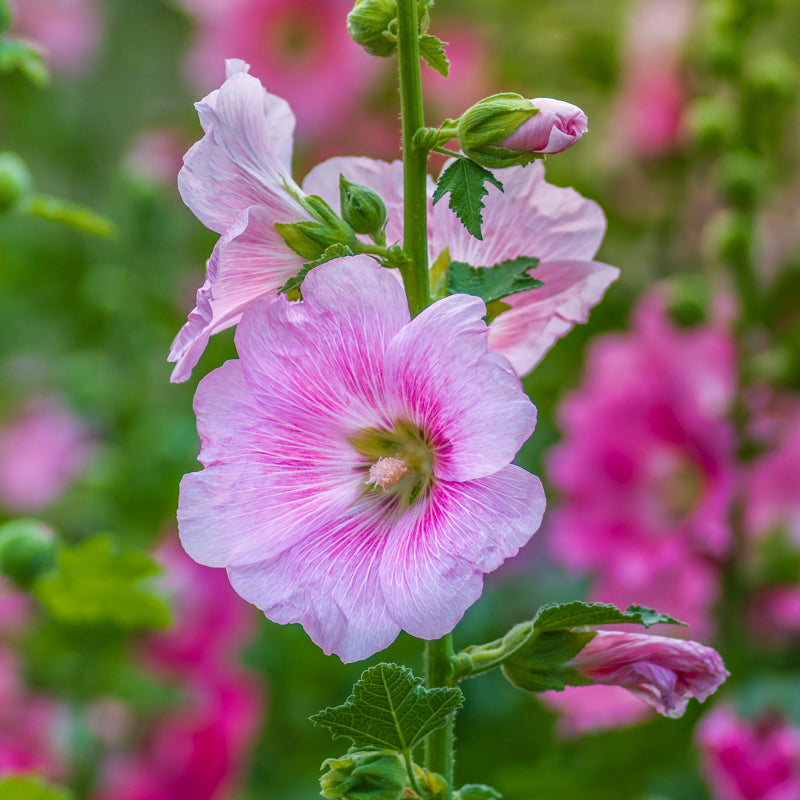 Alcea single Mixed Seeds