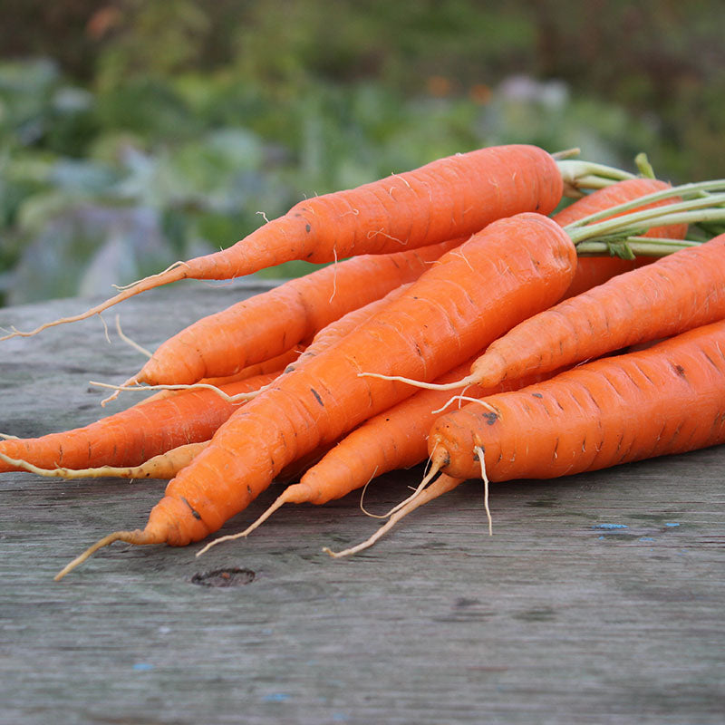 Carrot autumn King 2 Seeds