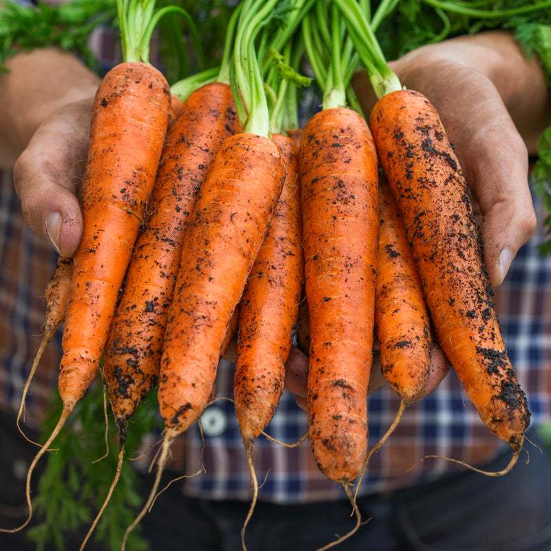Carrot flyaway F1 Seeds