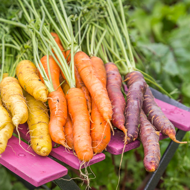 Carrot rainbow Seeds