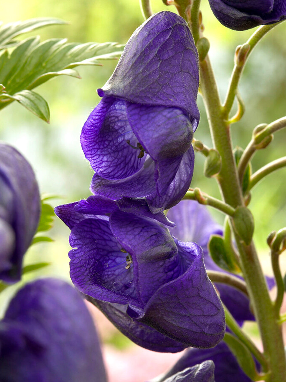 Aconitum Royal Flush (monkshood)