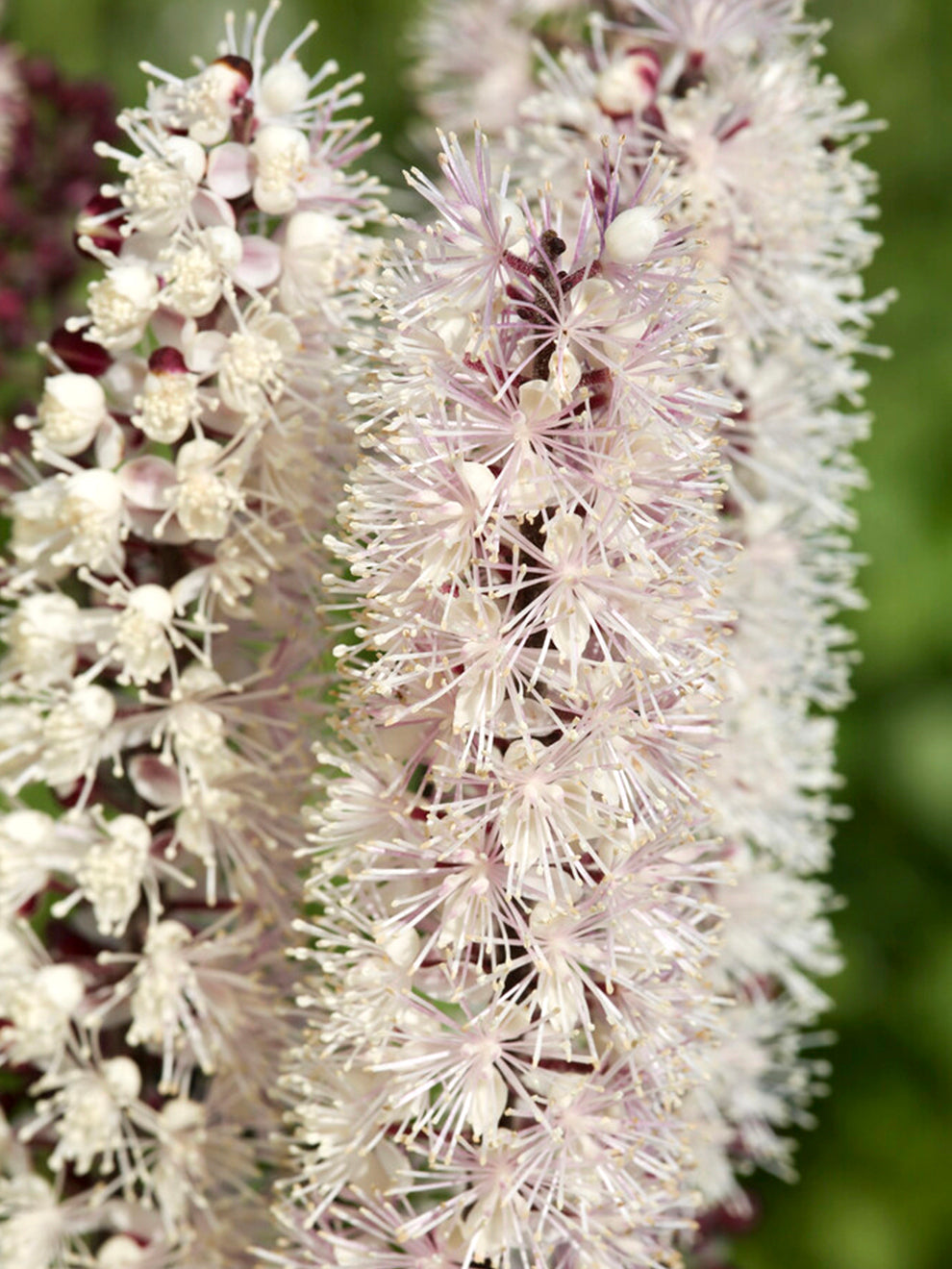 Actaea Simplex Chocoholic (baneberry)