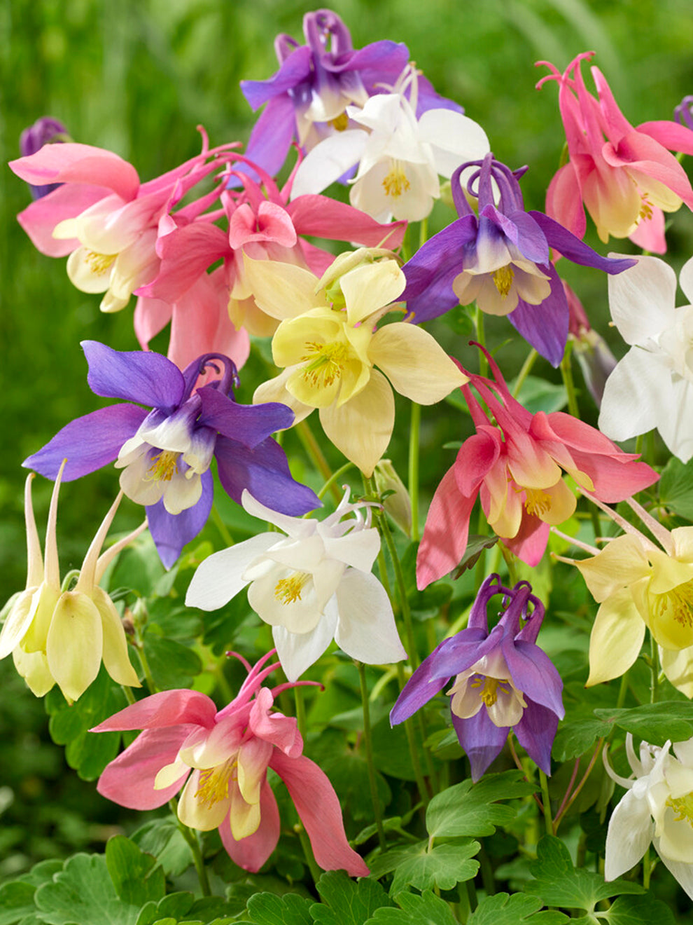 Columbinemckana Hybrids Mix (aquilegia)