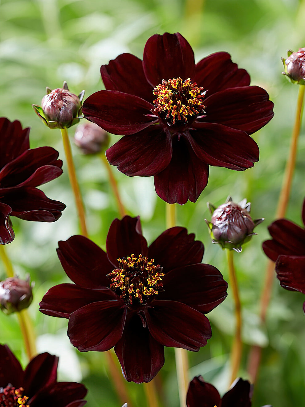 Cosmos Atrosanguineus (chocolate Cosmos)