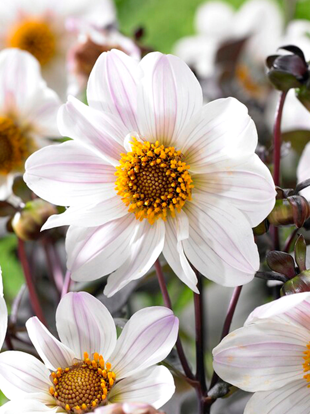 Dahlia Bishop Of Dover