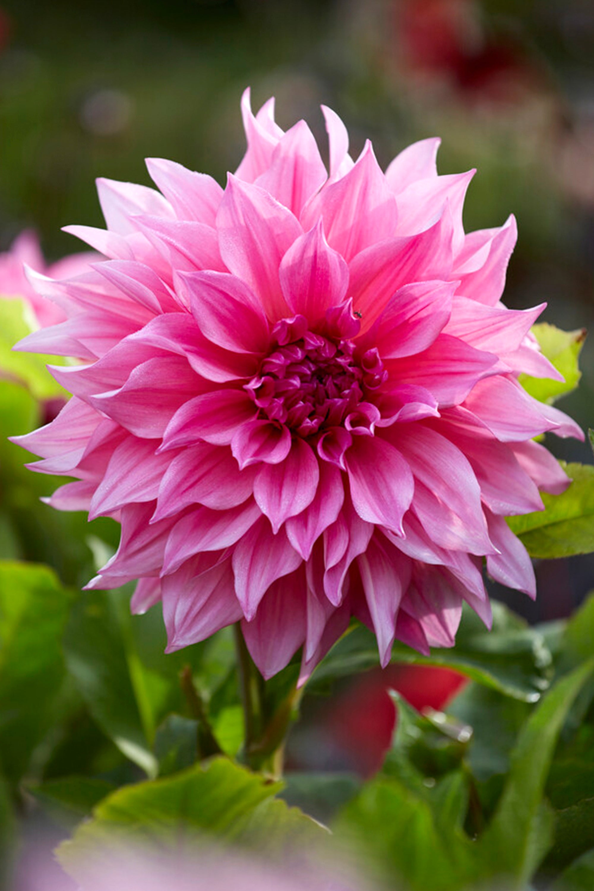 Dahlia Cafe Au Lait Ros