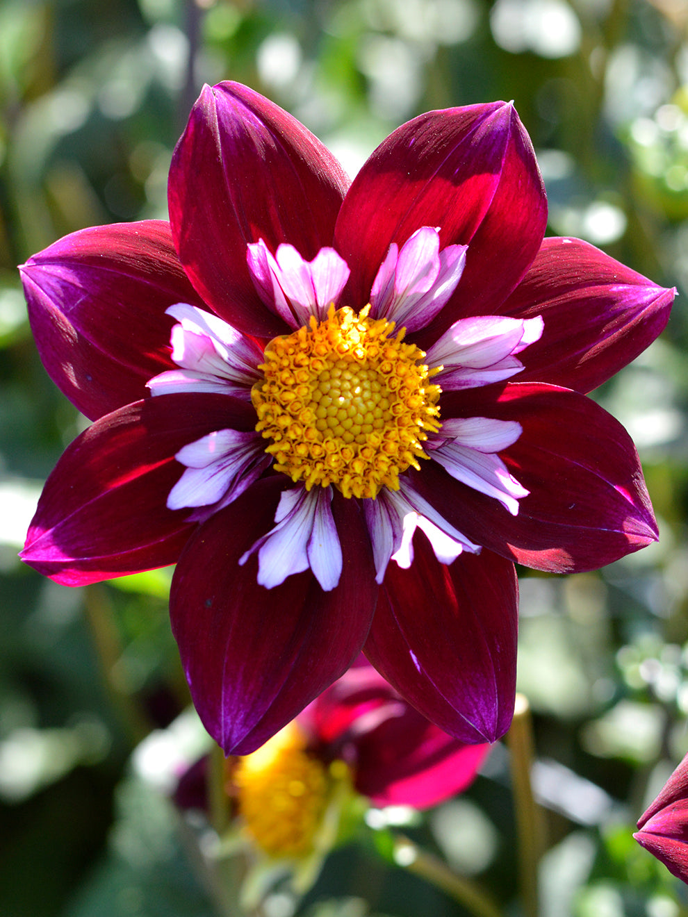 Dahlia Eefje