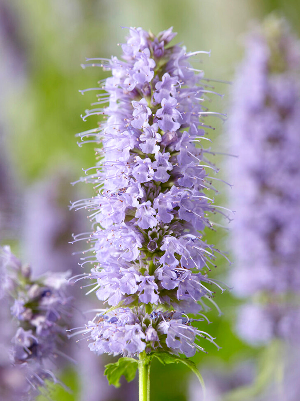 Agastache Blue Fortune (anise Hyssop)