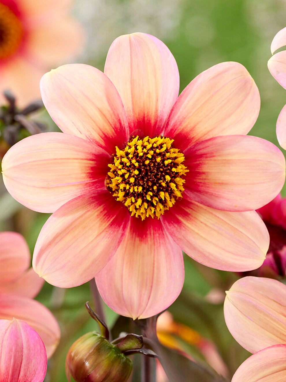 Dahlia Hs Kiss