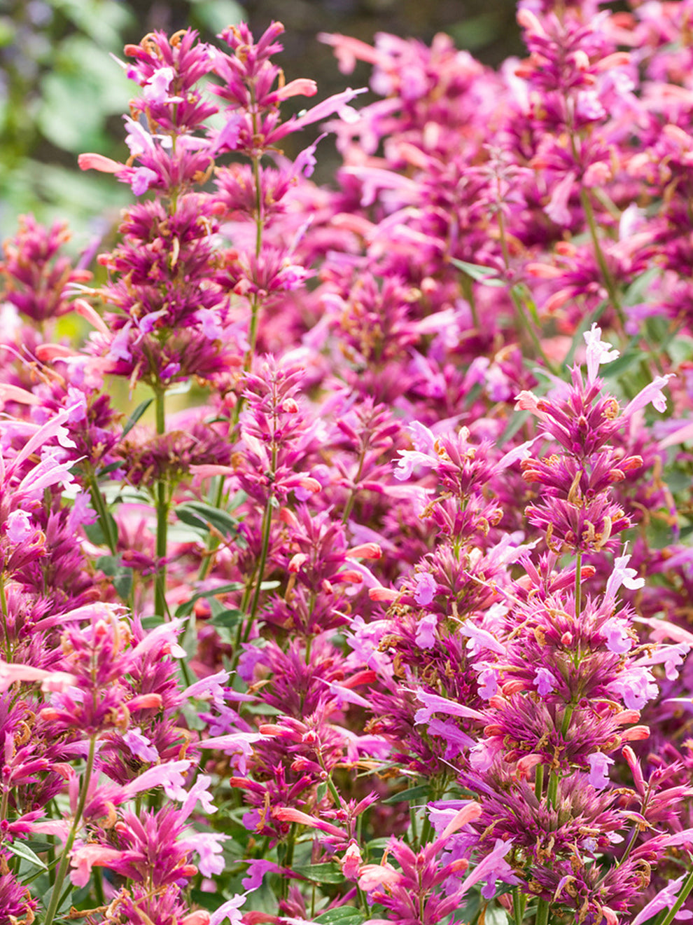 Agastache Rosie Posie (anise Hyssop)