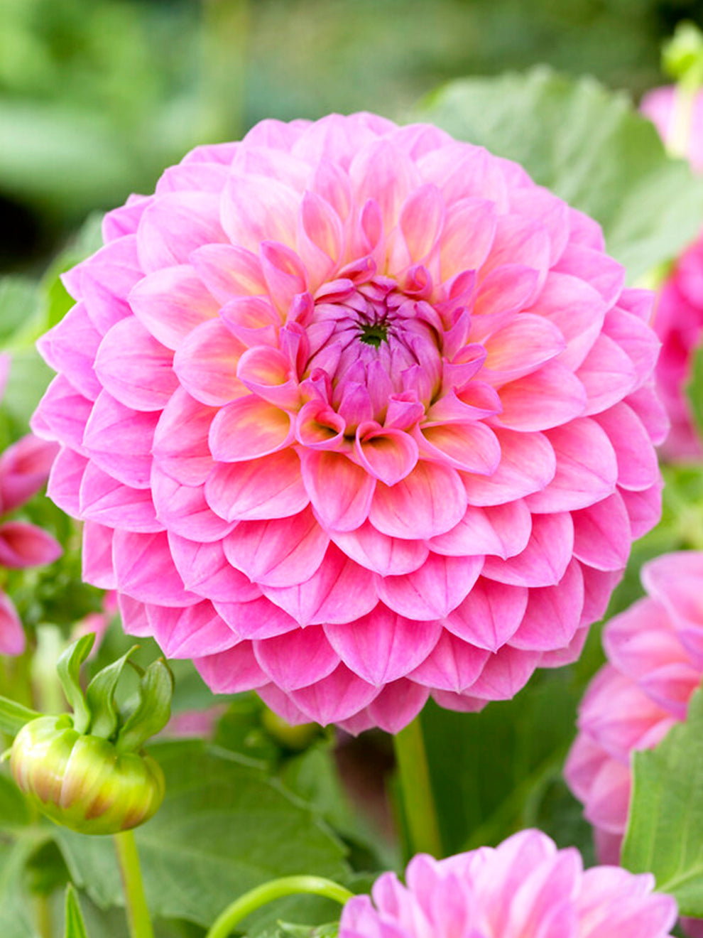 Dahlia Lindas Baby