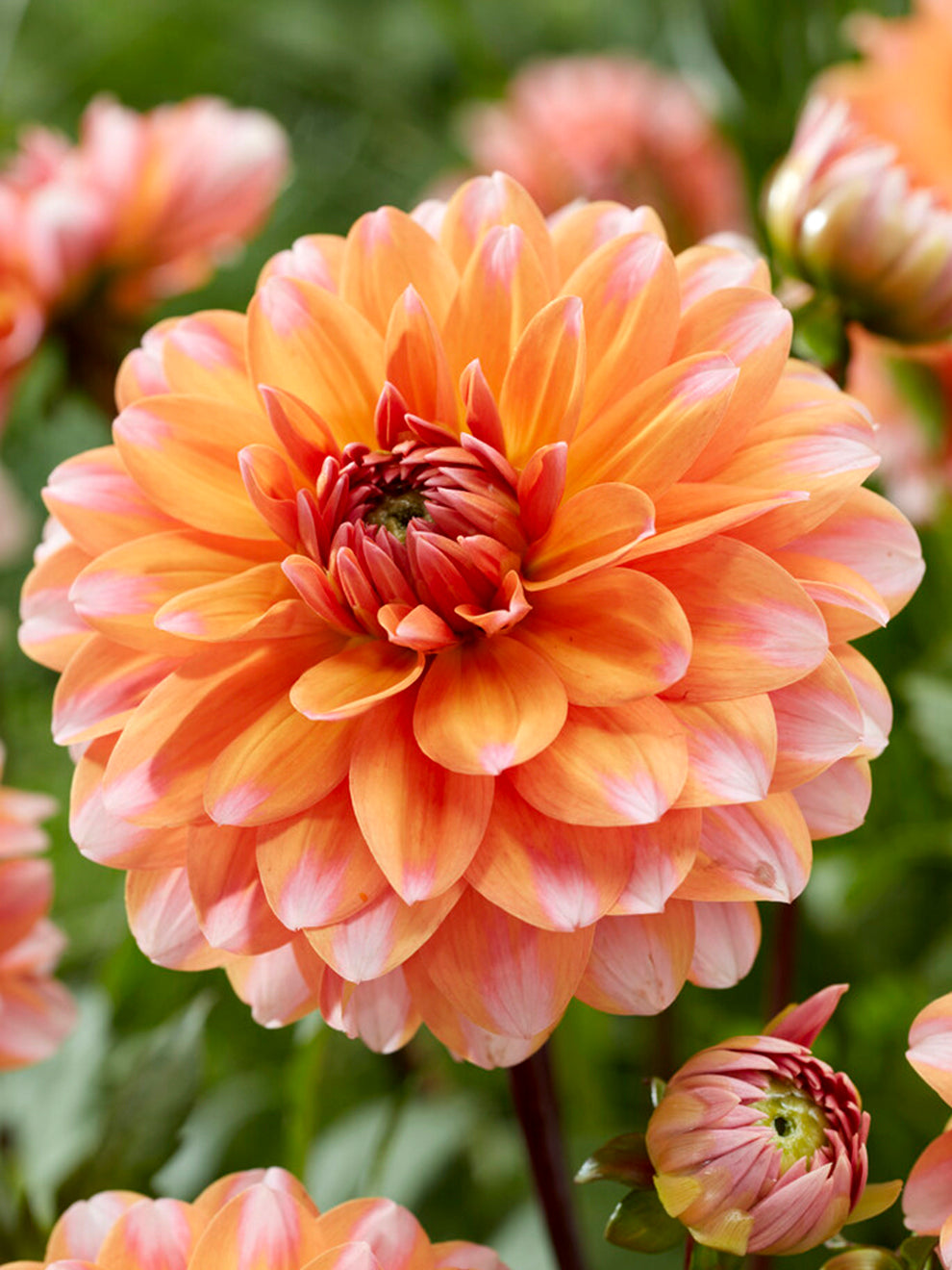 Dahlia Peaches And Vanilla