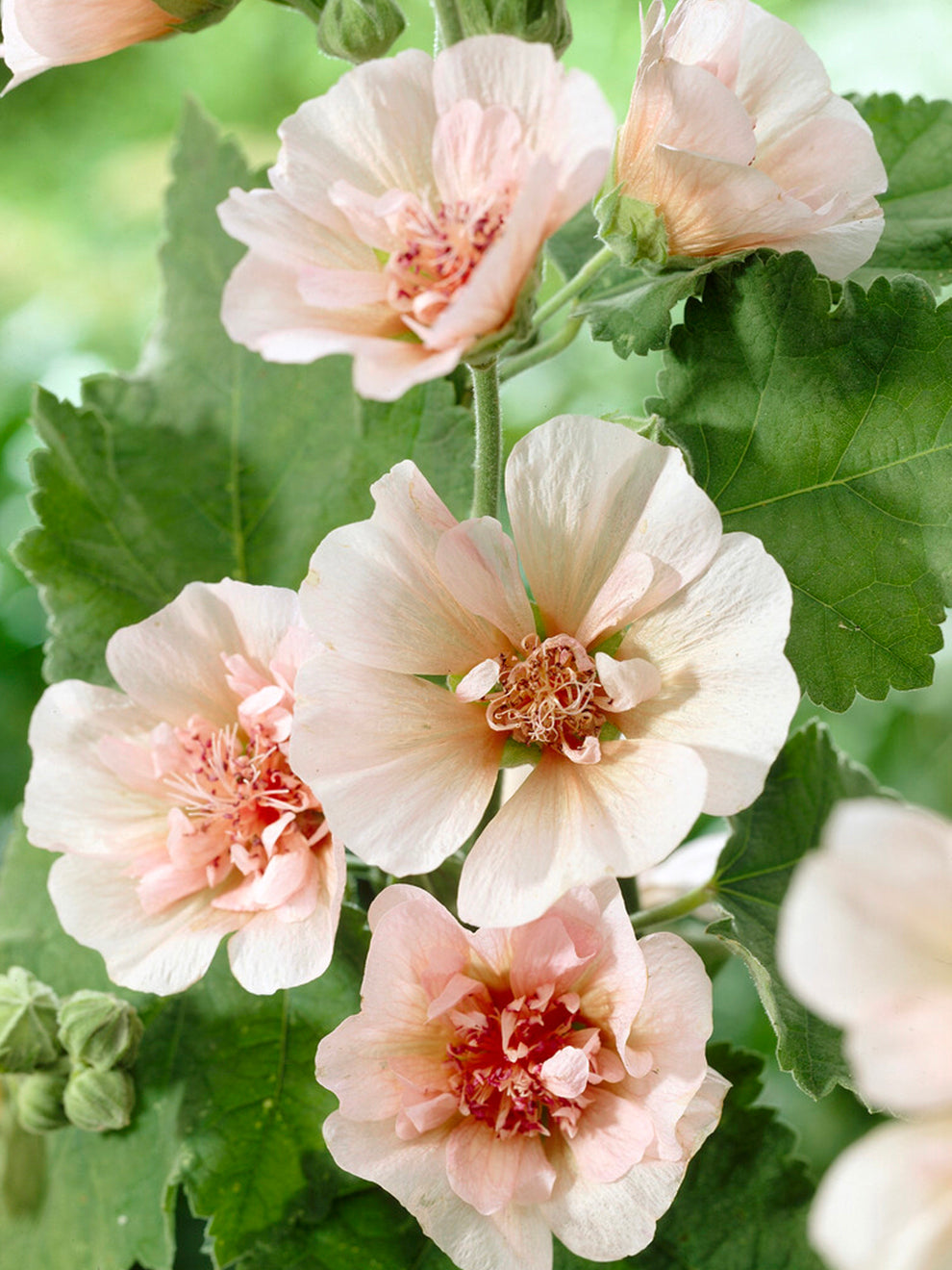 Alcea Parkfrieden (hollyhock)