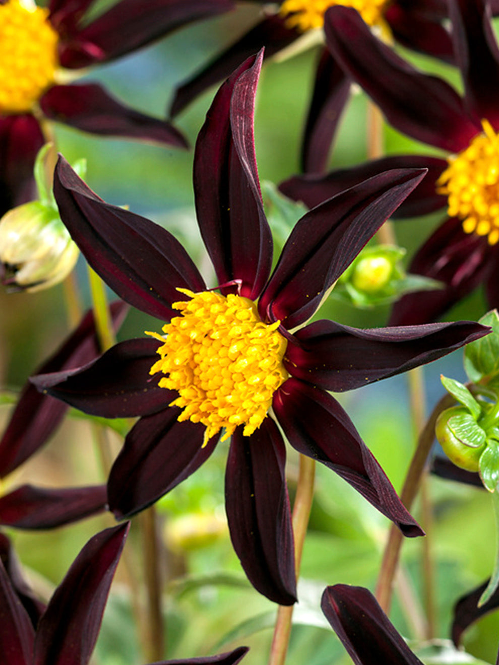 Dahlia Verrones Obsidian (honka Black)