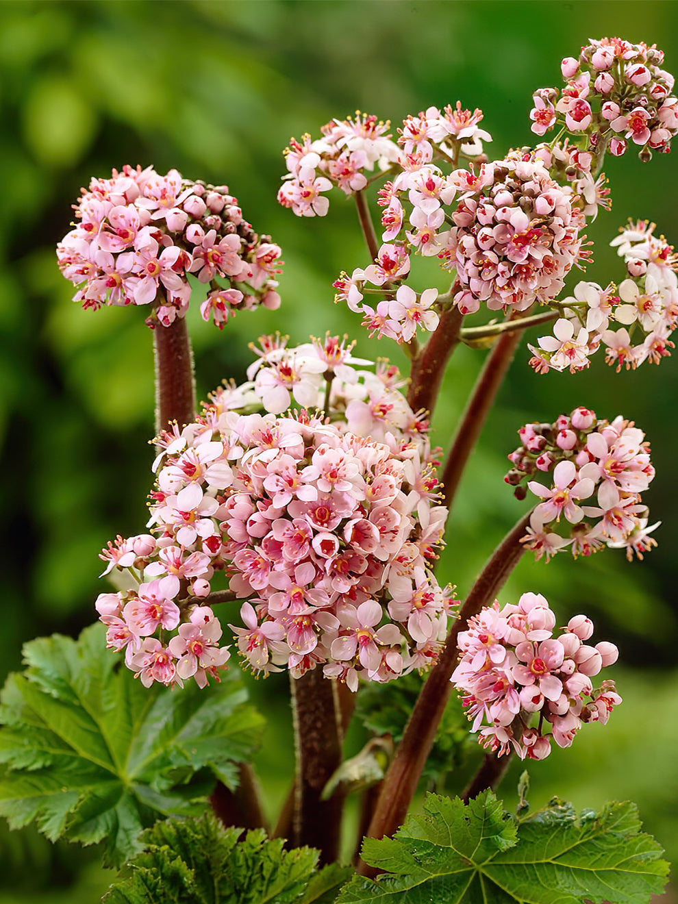 Darmera Peltata (umbrella Plant)