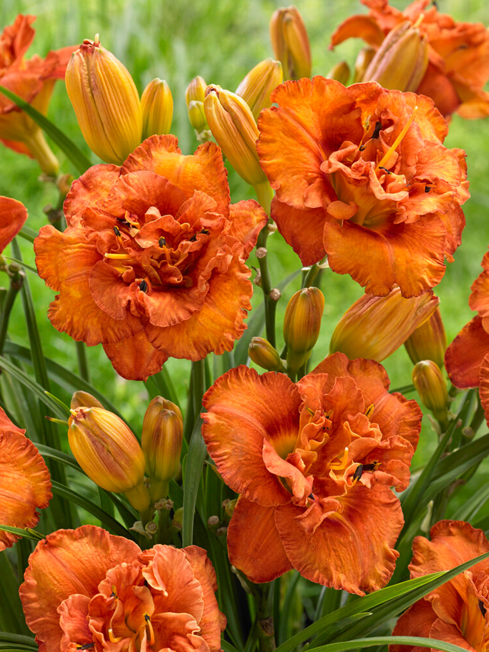 Daylily Awesome Luck (hemerocallis)