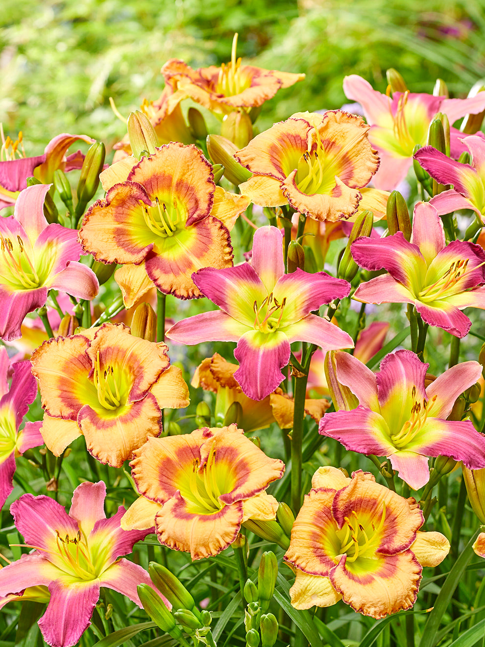 Daylily Fruity Kiss Mix (hemerocallis)