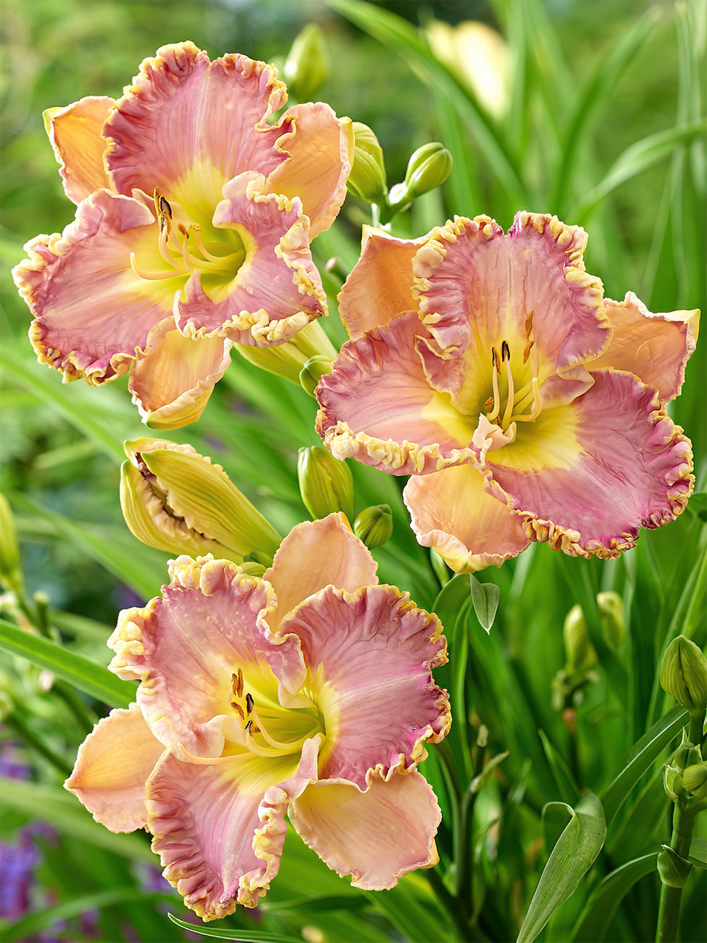 Daylily Lavender Tu Tu (hemerocallis)