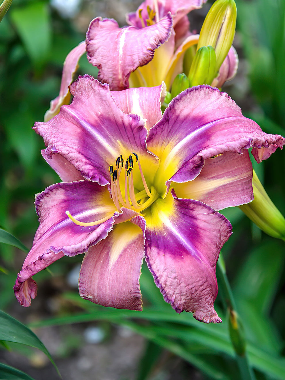 Daylily Mildred Mitchell (hemerocallis)