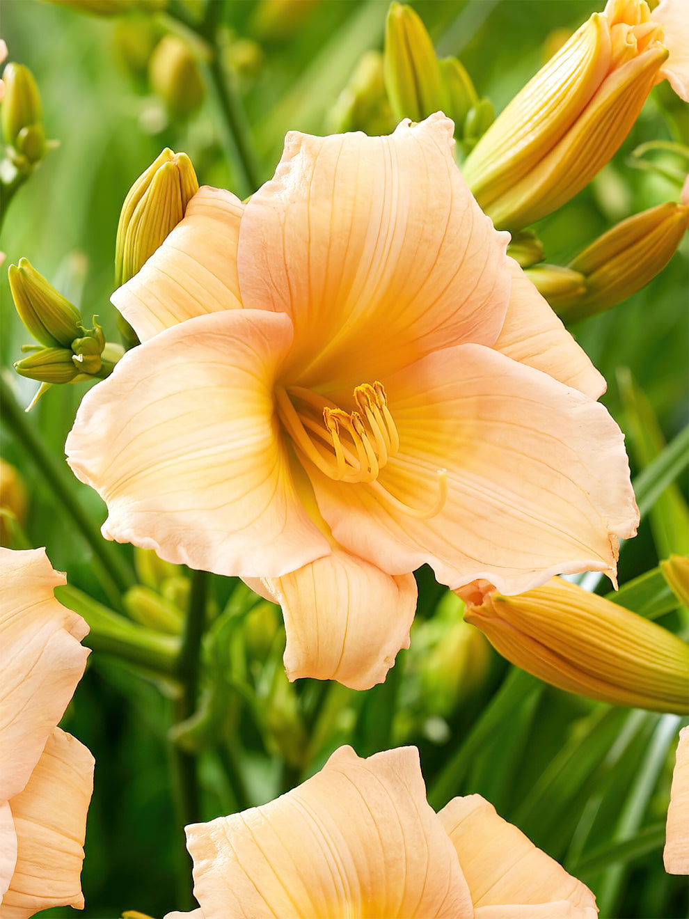 Daylily Mini Pearl (hemerocallis)