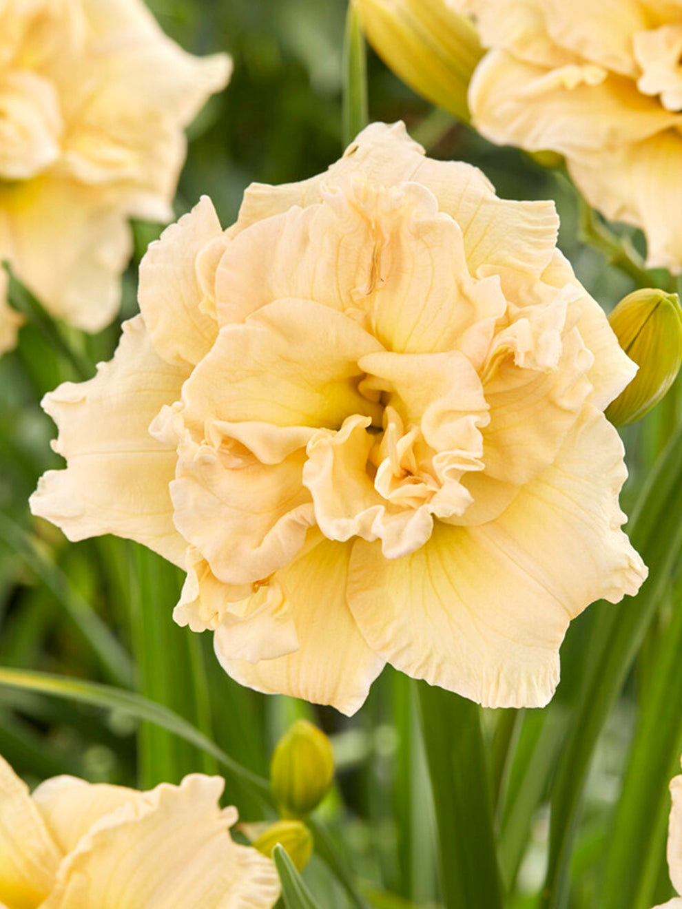 Daylily Schnickel Fritz (hemerocallis)