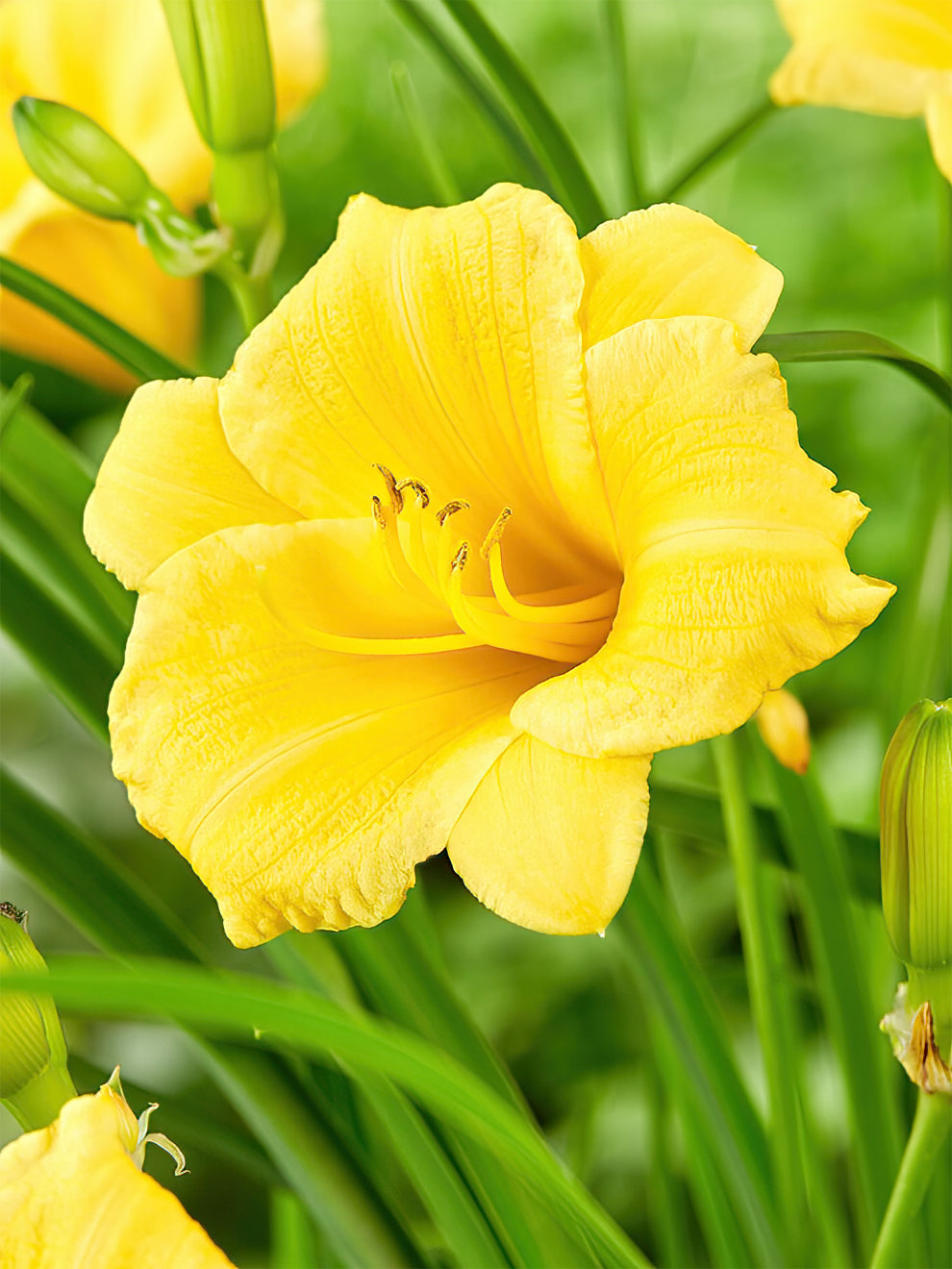 Daylily Stella Doro (hemerocallis)