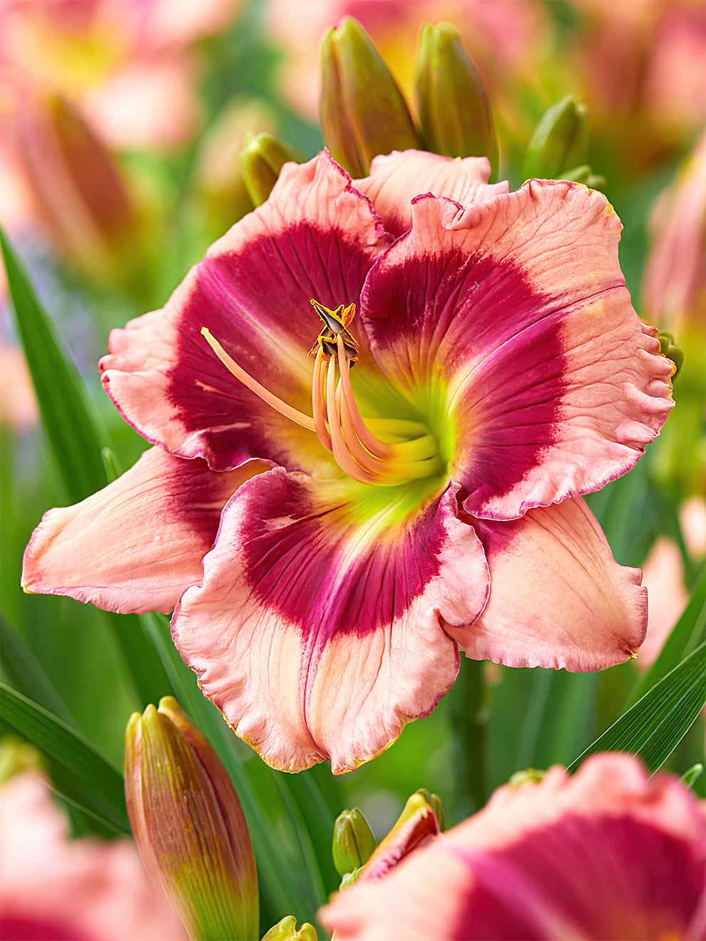 Daylily Strawberry Shake (hemerocallis)