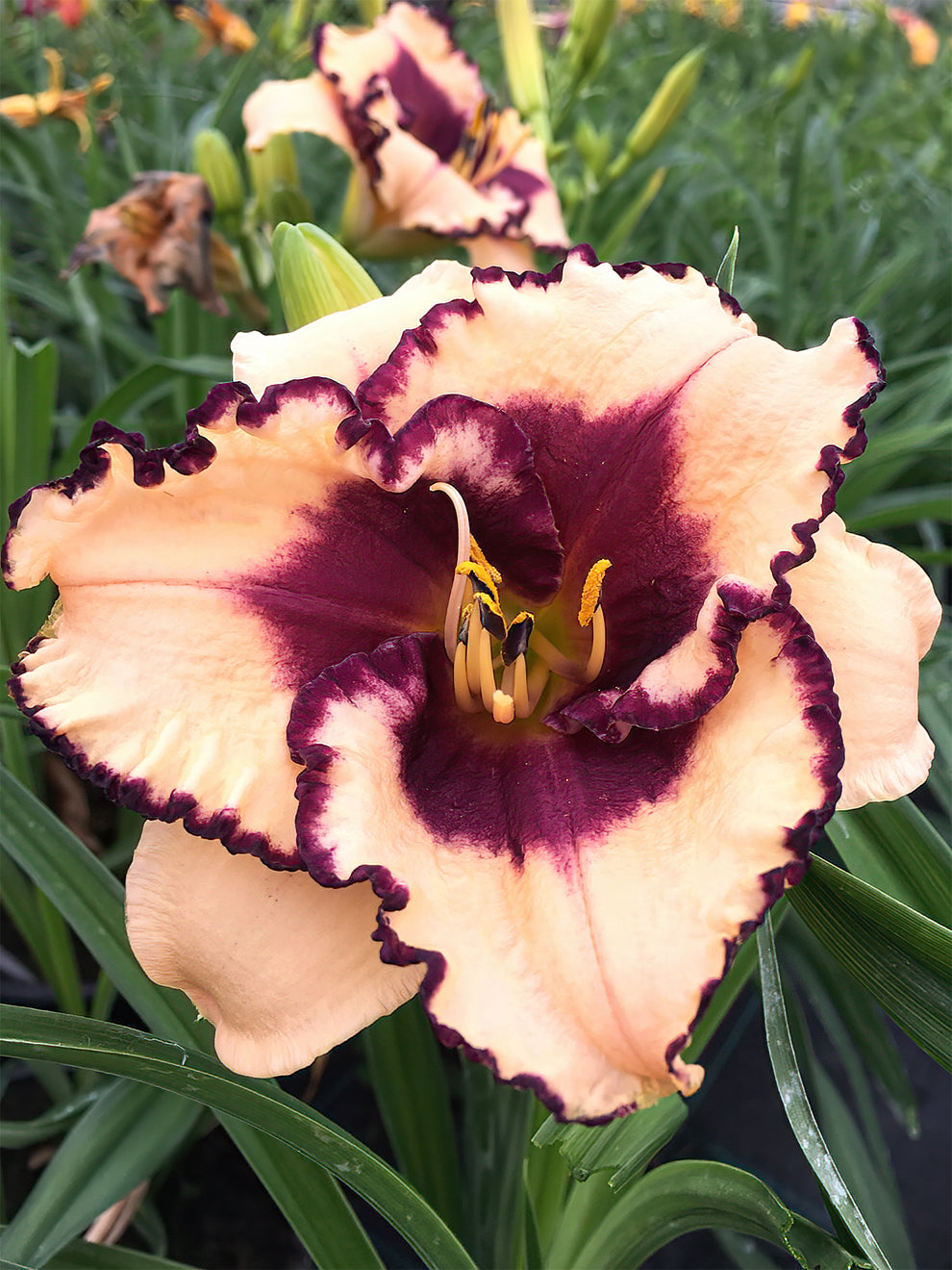 Daylily Tropical Surprise (hemerocallis)
