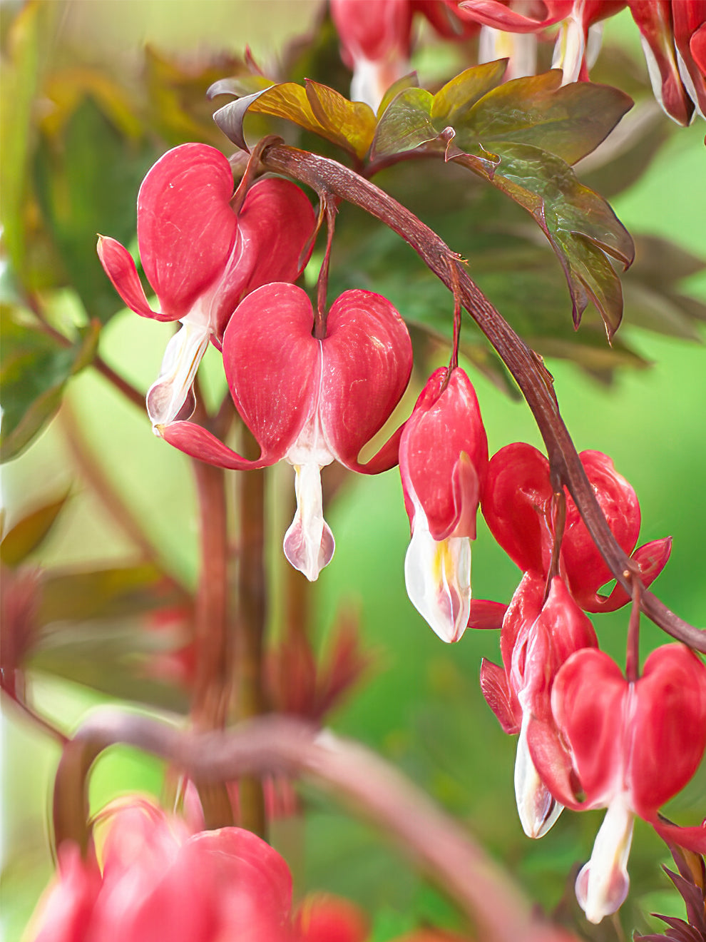 Dicentra Hordival (valentine)