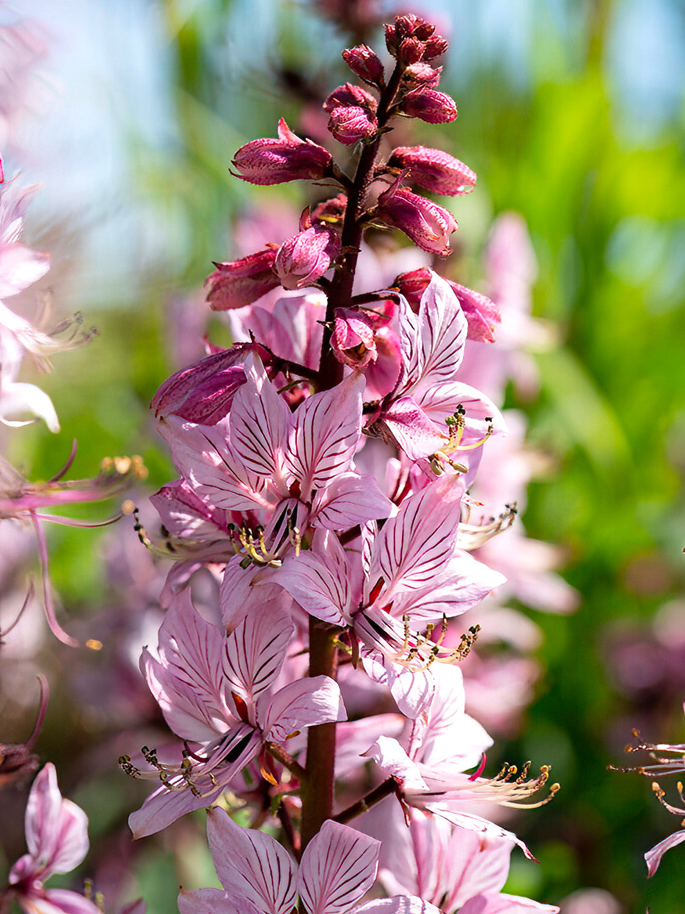 Dictamnus Albus (burning Bush)