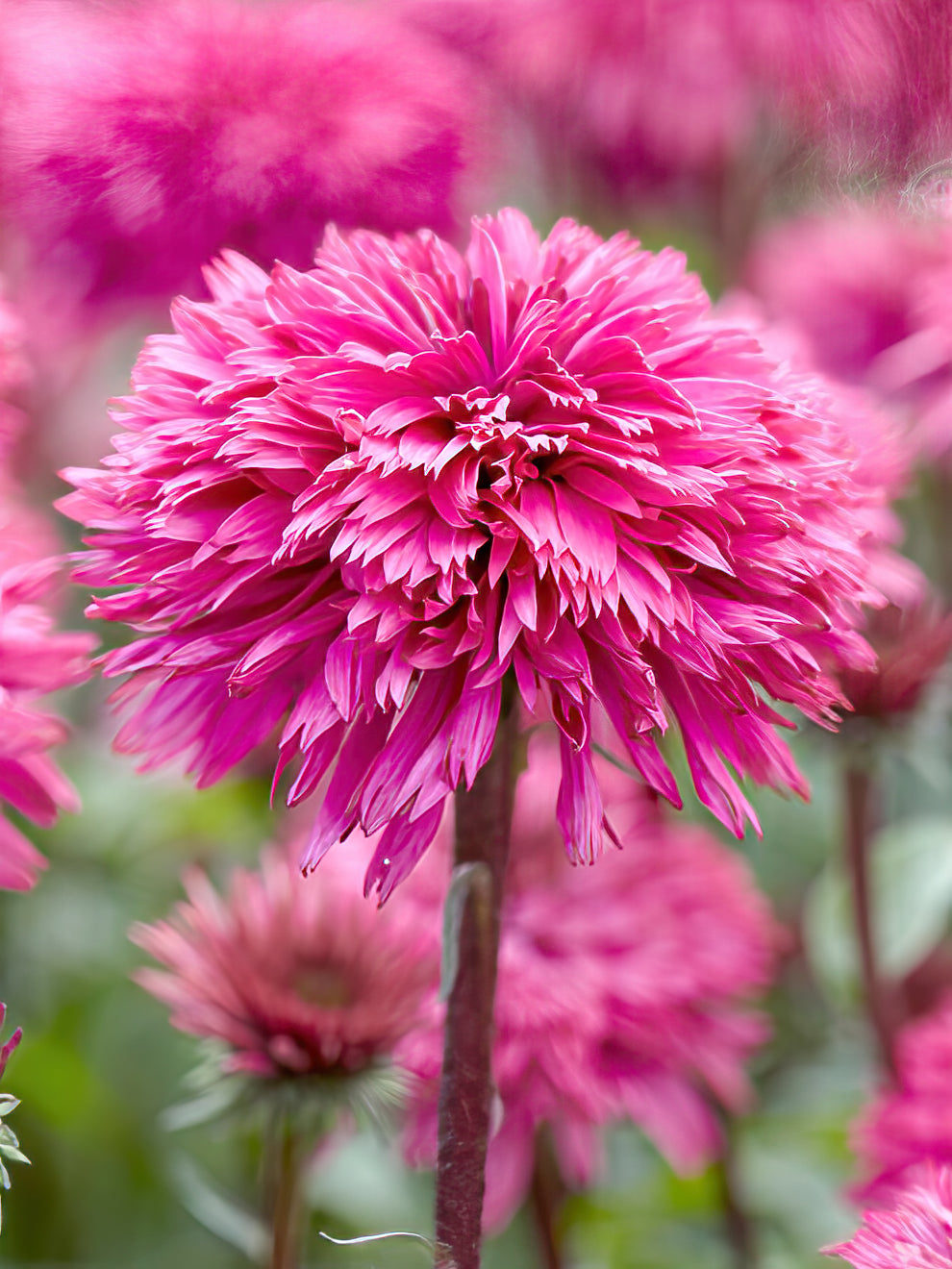 Echinacea Blackberry Truffle (coneflower)