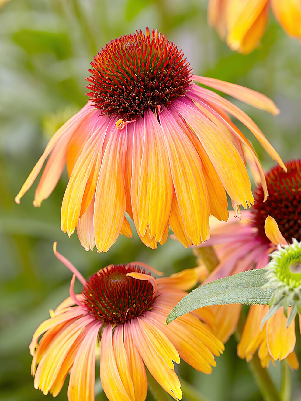 Echinacea Rainbow Marcella (coneflower)