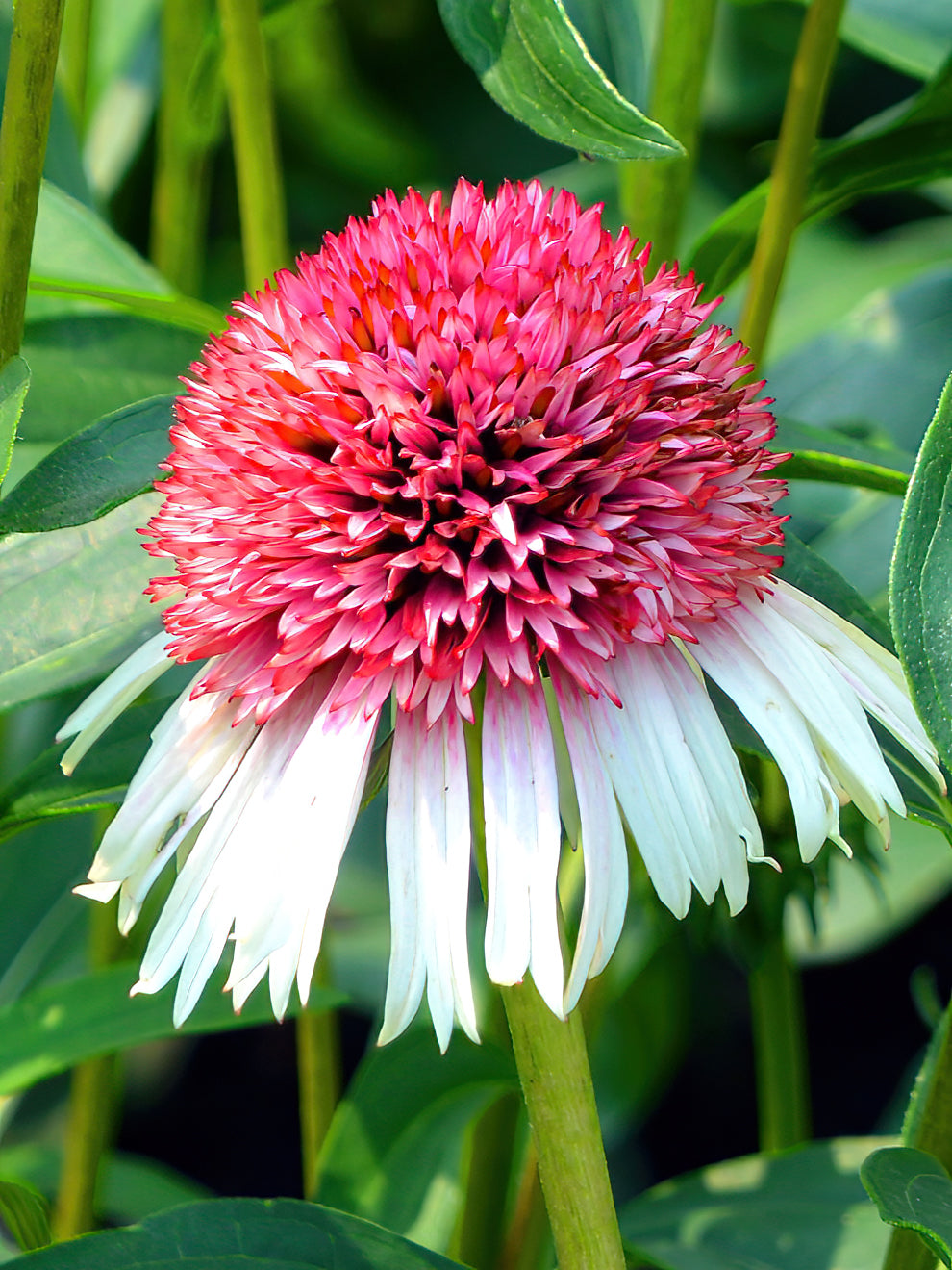 Echinacea Strawberry And Cream (coneflower)