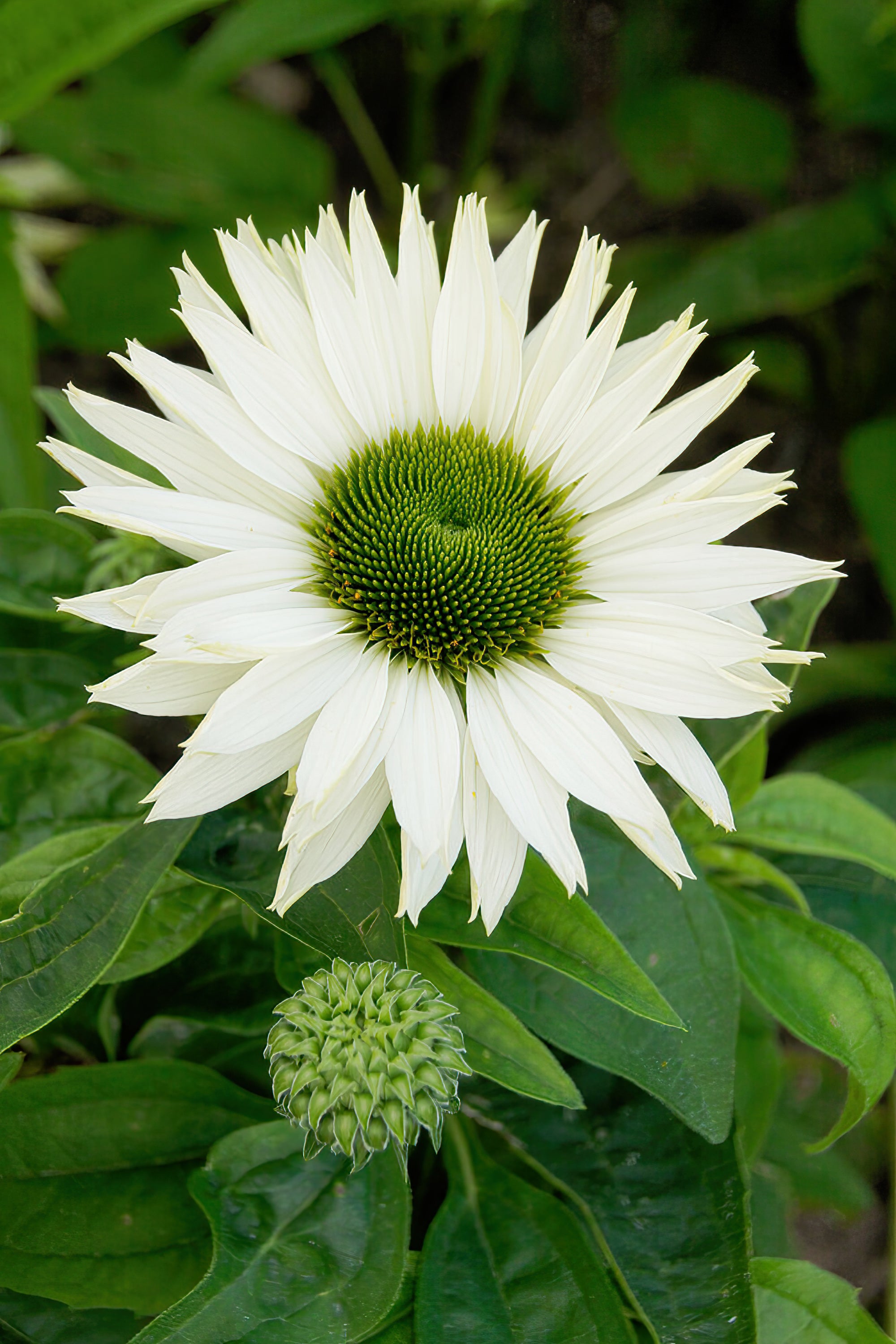 Echinacea Virgin (coneflower)