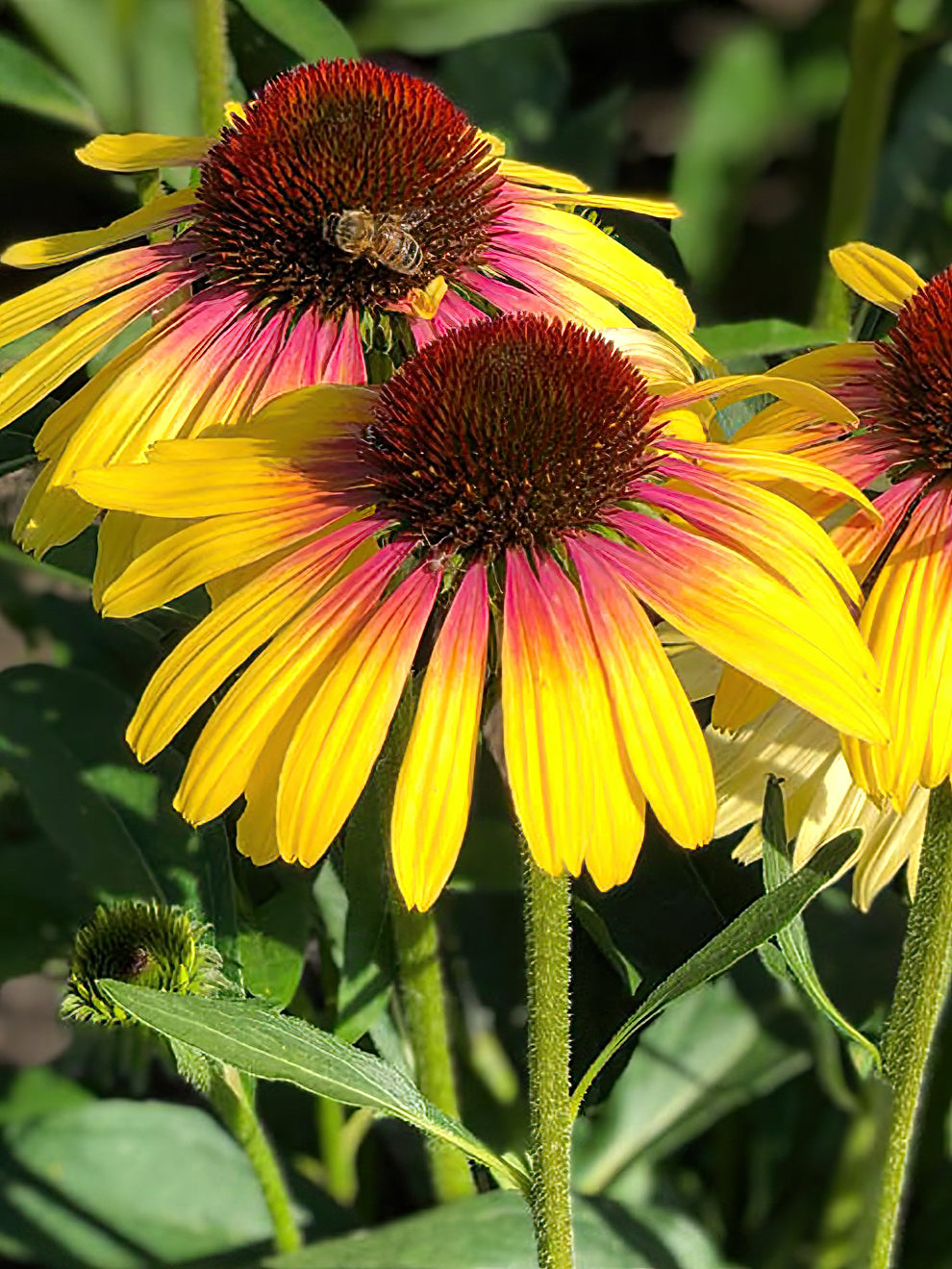 Echinacea Yellow Rainbow (coneflower)