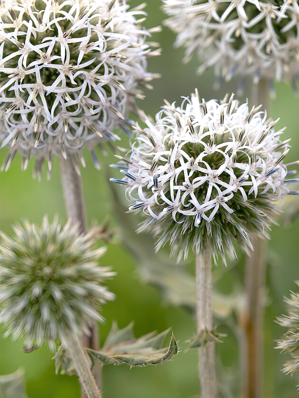 Echinops Arctic Glow (great Globe Thistle)