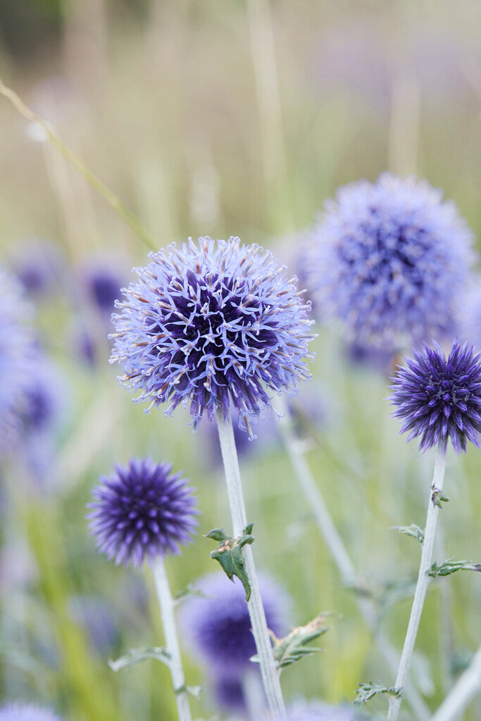 Echinops Blue Globe