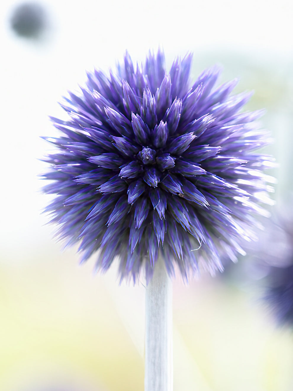 Echinops Ritro Veitchs Blue