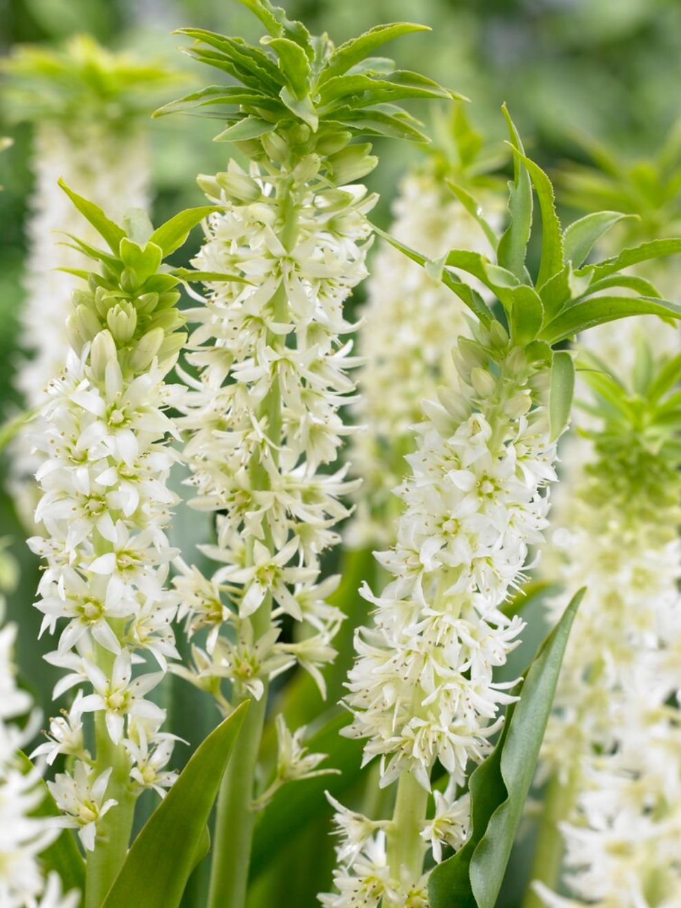 Eucomis Autumnalis White (pineapple Lily)