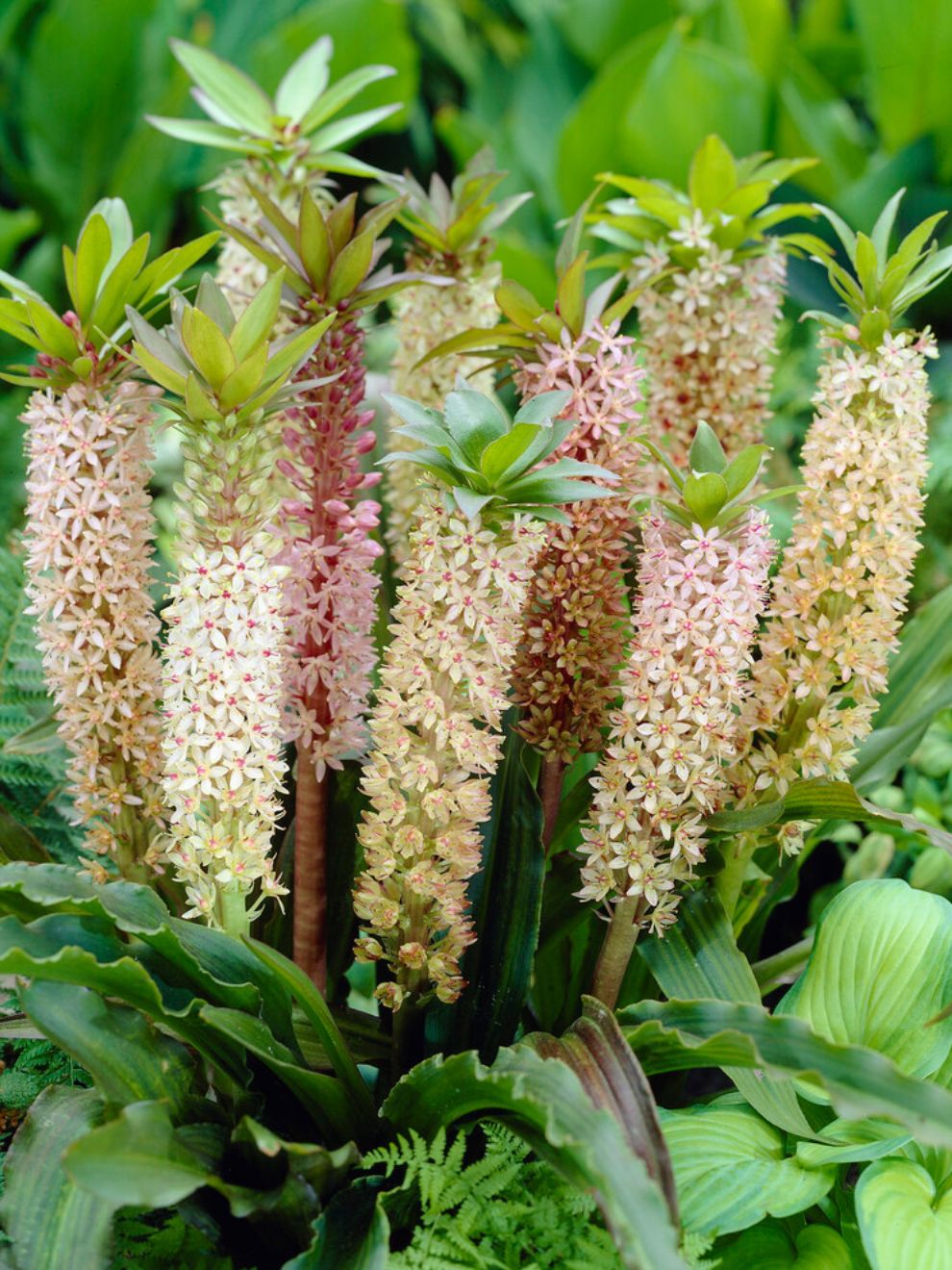 Eucomis Comosa Mixed (pineapple Lily)