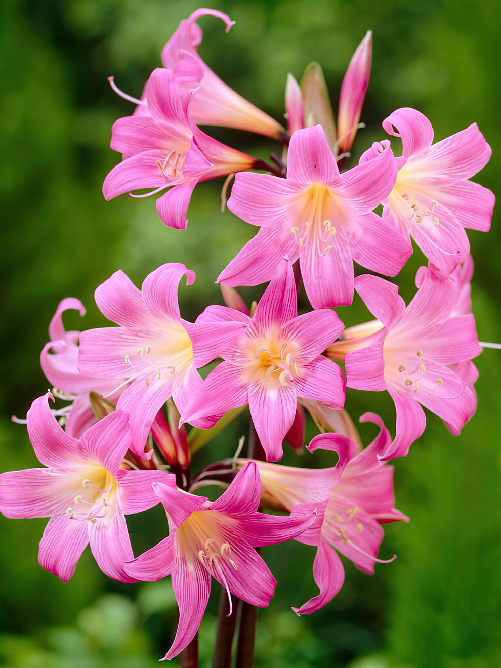 Amaryllis Belladonna (naked Lady)