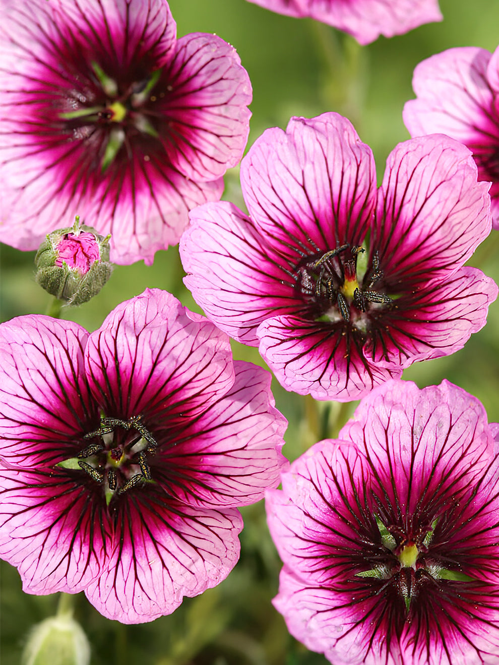 Geranium Jolly Jewel Violet