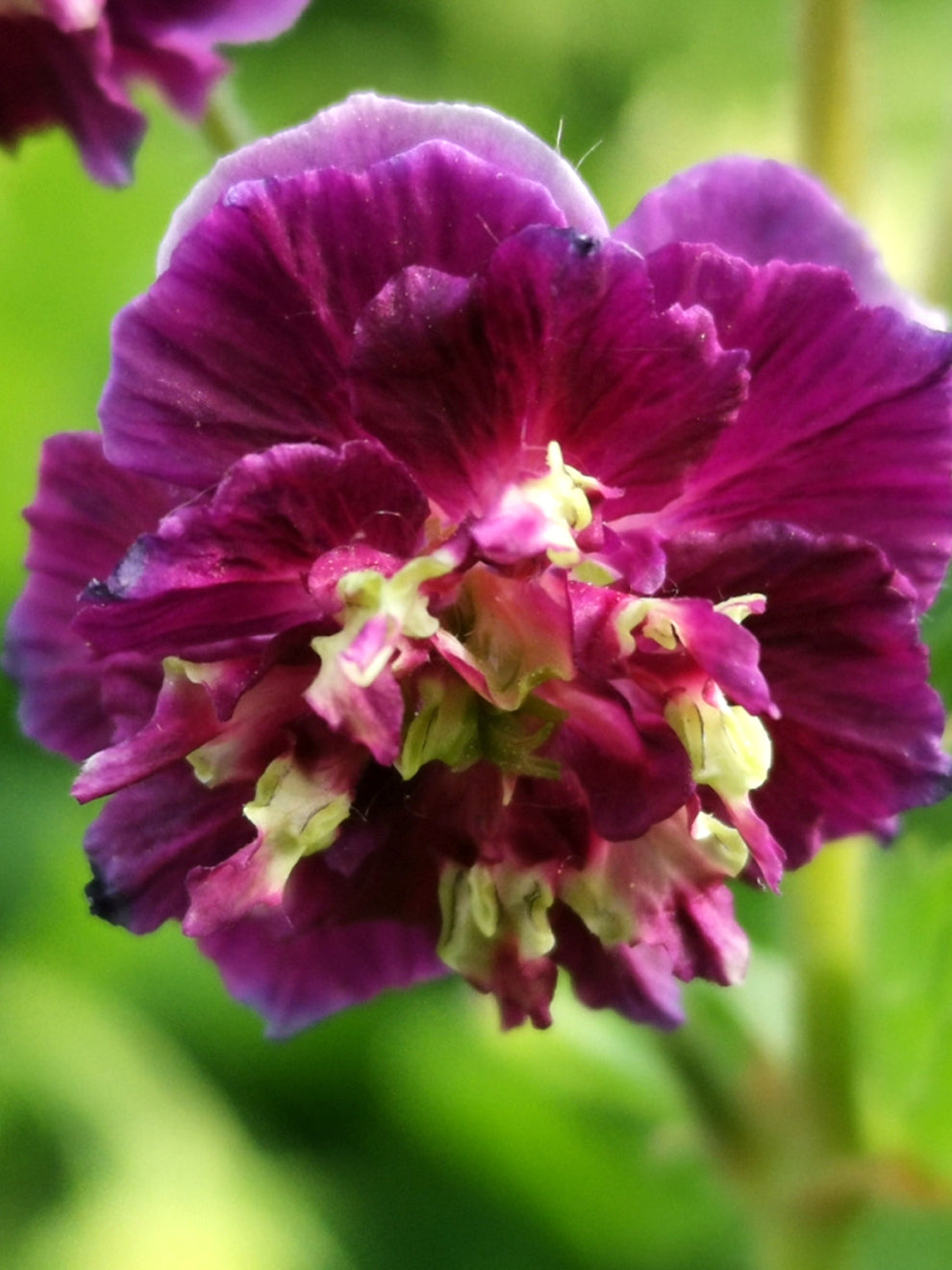 Geranium Phaeum Joseph Green