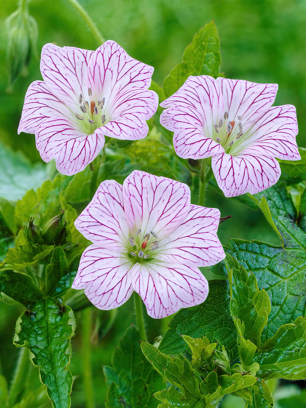 Geranium Walters Gift