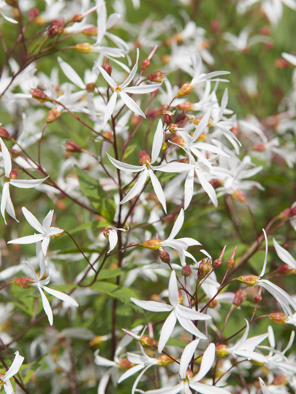 Gillenia Trifoliata (bowmans Root)