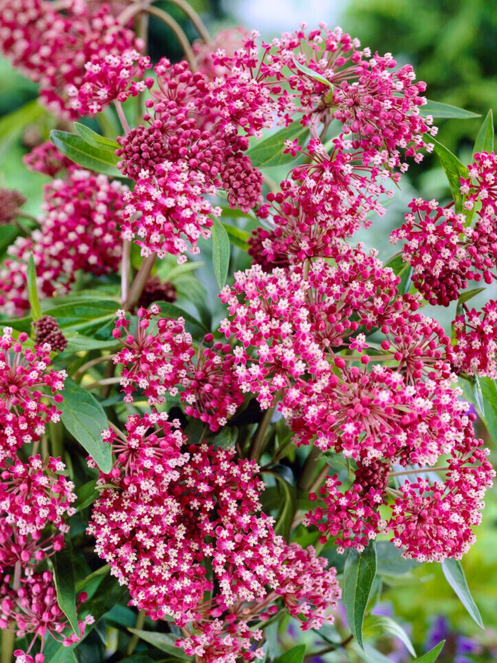 Asclepias (swamp Milkweed) Soulmate
