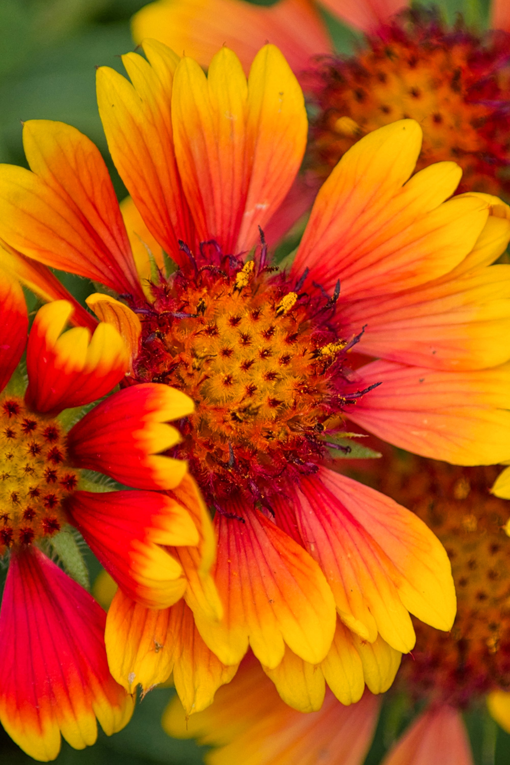 Helenium Mardi Gras (sneezeweed)