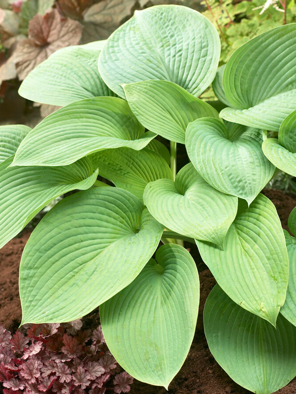 Hosta T-rex