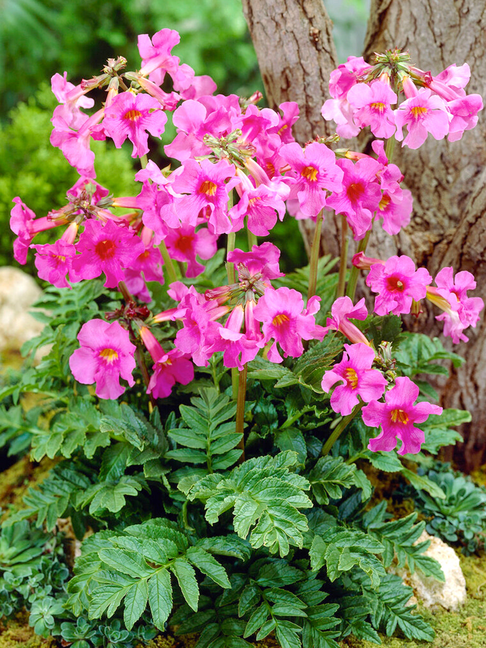 Incarvillea Delavayi (hardy Gloxinia)